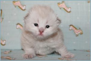 Female Siberian Kitten from Deedlebug Siberians